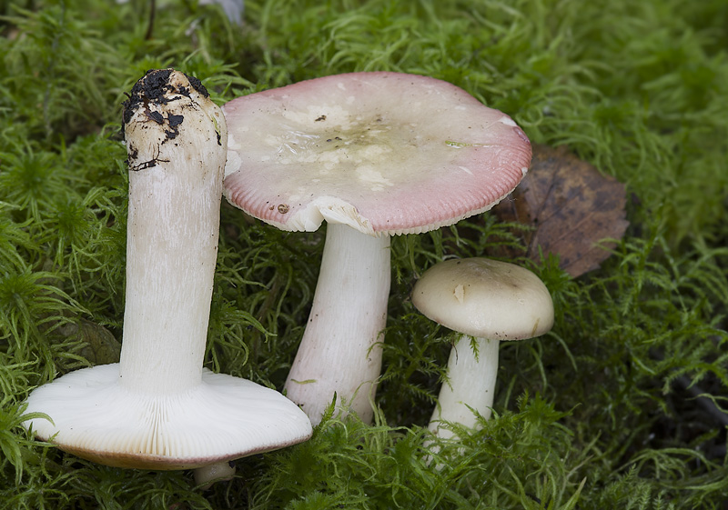 Russula gracillima